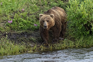 Alagnak River Prints: Alaskan brown bear along Alagnak River, Alaska