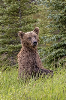 Alagnak River Prints: Alaskan brown bear along Alagnak River, Alaska
