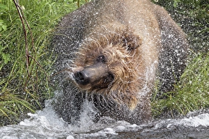 Alagnak River Prints: Alaskan brown bear along Alagnak River, Alaska