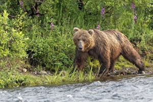 Alaskan brown bear along Alagnak River, Alaska