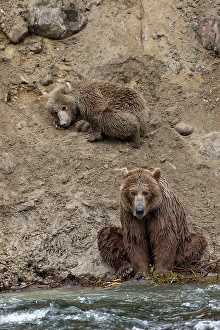 Alagnak River Prints: Alaskan brown bear along Alagnak River, Alaska