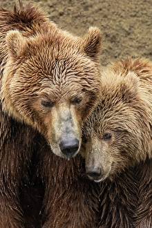 Alaskan brown bear along Alagnak River, Alaska