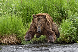 Diving Prints: Alaskan brown bear along Alagnak River, Alaska