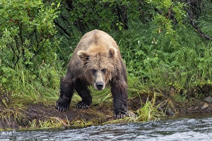Alaskan brown bear along Alagnak River, Alaska