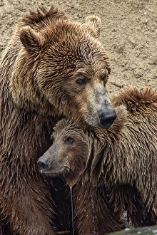 Alagnak River Prints: Alaskan brown bear along Alagnak River, Alaska