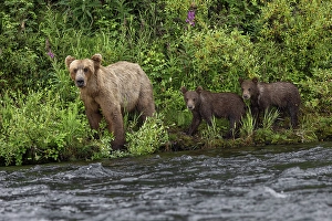 Alagnak River Prints: Alaskan brown bear along Alagnak River, Alaska