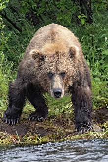 Alagnak River Prints: Alaskan brown bear along Alagnak River, Alaska