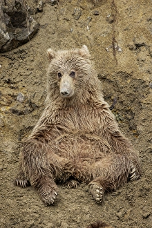 Alagnak River Prints: Alaskan brown bear along Alagnak River, Alaska