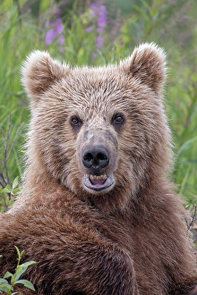 Juvenile Prints: Alaskan brown bear along Alagnak River, Alaska