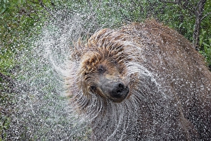 Alagnak River Prints: Alaskan brown bear along Alagnak River, Alaska