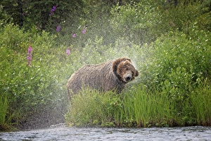 Alagnak River Prints: Alaskan brown bear along Alagnak River, Alaska