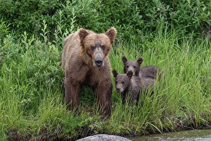 Juvenile Prints: Alaskan brown bear along Alagnak River, Alaska