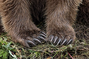 Alagnak River Prints: Alaskan brown bear along Alagnak River, Alaska