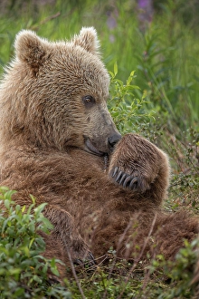 Alagnak River Prints: Alaskan brown bear cub along Alagnak River, Alaska
