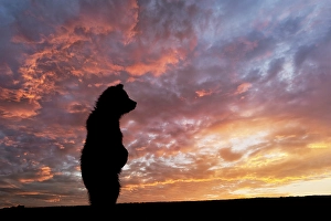 Juvenile Prints: Alaskan brown bear cub silhouetted at sunrise along Silver Salmon Creek
