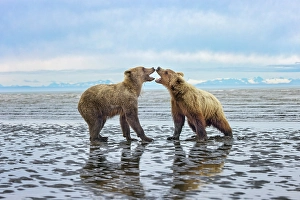Dancing Prints: Alaskan brown bear juveniles play fighting on tidal flats