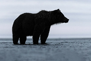 Alaskan brown bear silhouette, Lake Clark National Park and Preserve, Alaska