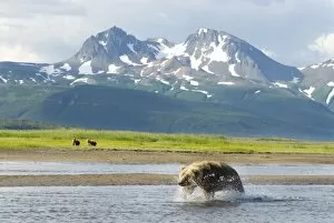 Alaskan Brown Bear sow and cubs, Ursus middendorffi, fishing for salmon along river