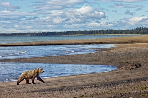 Lake Clark National Park And Pr Prints: Alaskan brown bear walking the beach, Lake Clark National Park and Preserve, Alaska