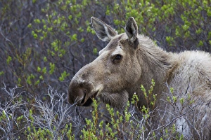 Images Dated 14th June 2014: Alaskan Cow Moose