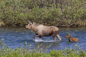 Sub Arctic Prints: Alaskan Cow Moose with Young Calf