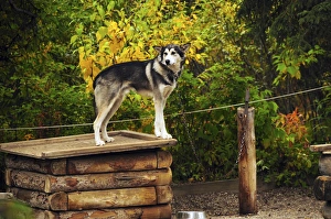 Images Dated 31st August 2012: Alaskan Husky; Denali National Park; Alaska; USA