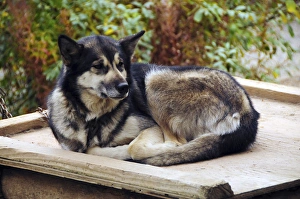 Alaskan Prints: Alaskan Husky; Denali National Park; Alaska; USA