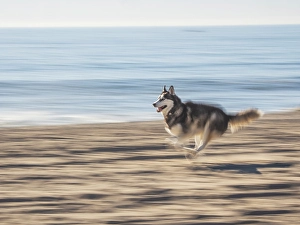 Images Dated 3rd September 2024: Alaskan Husky dog running on a beach