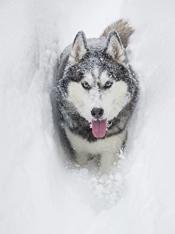 Images Dated 3rd September 2024: Alaskan Husky dog running through snow