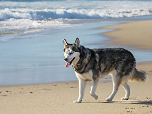 Images Dated 31st October 2024: Alaskan Husky dog walking on a beach