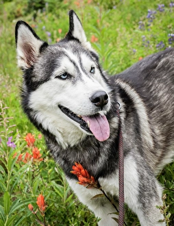Images Dated 31st October 2024: Alaskan Husky dog among wildflowers