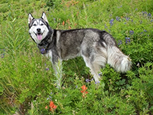 Images Dated 31st October 2024: Alaskan Husky dog among wildflowers