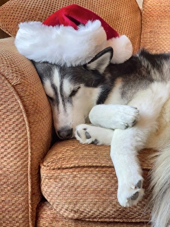 Lying Down Prints: Alaskan Husky sleeping in a Santa hat