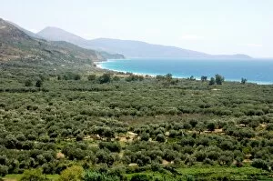 Images Dated 12th August 2007: Albania, Olive grove next to Borsh beach