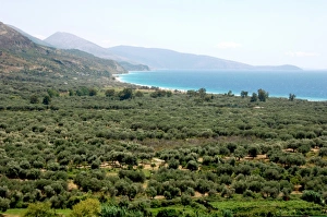Images Dated 12th August 2007: Albania, Olive grove next to Borsh beach
