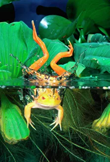Frog Prints: Albino Bull Frog Diving, Rana catesbeiana