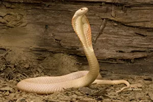 Albino Monacled Cobra, Naja kaouthia, coiled and ready to strike with its hood extended