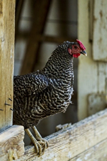 Talon Prints: Albuquerque, New Mexico. Ancona breed, black and white speckled Rooster, stands