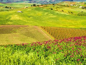 Sicily Prints: Alcamo countryside