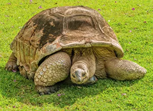 Tortoise Prints: Aldabra giant tortoise, Waikiki, Hawaii