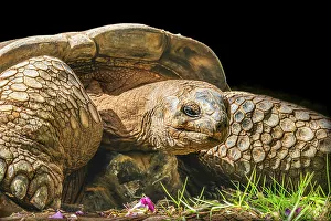 Tortoise Prints: Aldabra giant tortoise, Waikiki, Hawaii