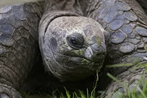 Images Dated 10th May 2004: Aldabra Tortoise, Geochelone gigantea, native to Aldabra Island near the Seychelles