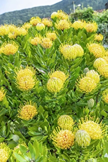 Verdant Prints: Aldeia da Cuada, Azores, Portugal. Yellow wildflowers on Flores Island