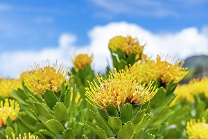 Verdant Prints: Aldeia da Cuada, Azores, Portugal. Yellow wildflowers on Flores Island