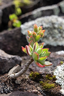 Succulent Prints: Aldeia da Cuada, Azores, Portugal. Succulent plant on Flores Island