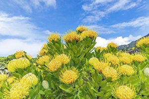 Mammals Prints: Aldeia da Cuada, Flores, Azores, Portugal. Yellow wildflowers on Flores Island
