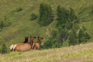 Danger Prints: Alert cow elk keeping an eye on a potential threat in the Colorado alpine country