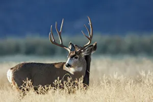 Buck Prints: Alert mule deer buck and doe, Montana, USA