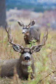 Buck Prints: Alert mule deer buck resting. Montana, USA