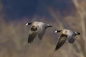 Nature Prints: Aleutian cackling geese